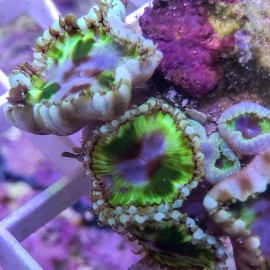 Giant Green Grandis Palys